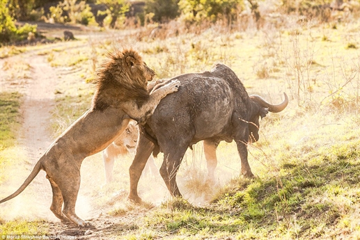 Cũng chính vì thế, con trâu rừng này trở thành mục tiêu của hai con sư tử đực ở Serengeti.
