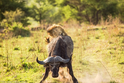 Sư tử liên tục tấn công trâu rừng bằng hàm răng và bộ móng vuốt của mình.