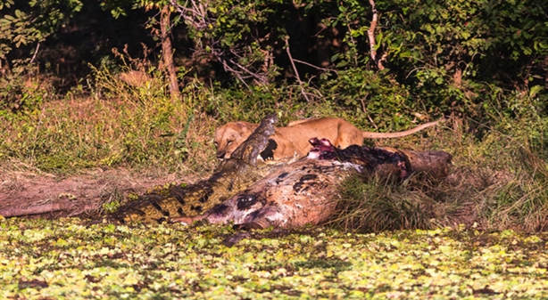 Có khoảng 4, 5 con cá sấu tận dựng bữa ăn miễn phí này tại Vườn quốc gia South Luangwa, Zambia. Có khoảng 4, 5 con cá sấu tận dựng bữa ăn miễn phí này tại Vườn quốc gia South Luangwa, Zambia.