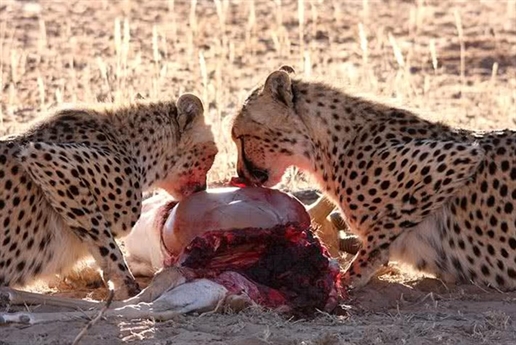 Đàn báo đốm đang thưởng thức bữa ăn của mình tại Công viên Kgalagadi Transfrontier, Nam Phi. Đàn báo đốm đang thưởng thức bữa ăn của mình tại Công viên Kgalagadi Transfrontier, Nam Phi.