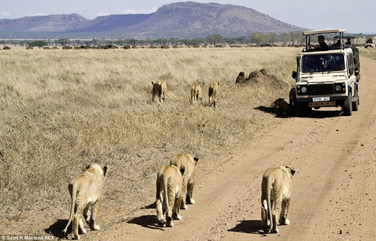 Đàn sư tử đang tiến tới mục tiêu của mình trong một khu bảo tồn ở Tanzania. Đàn sư tử đang tiến tới mục tiêu của mình trong một khu bảo tồn ở Tanzania.