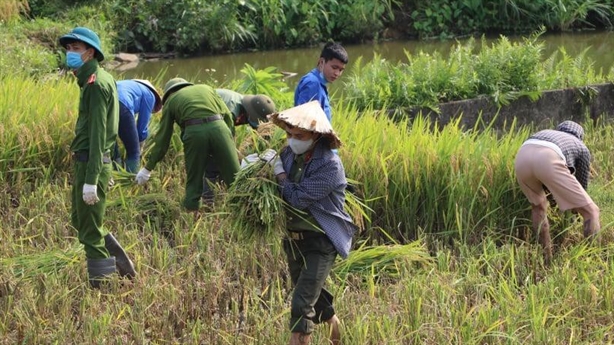 Công an huyện gặt lúa giúp người dân phải cách ly