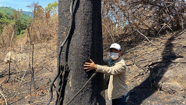 Đốt thực bì đốt cả rừng tự nhiên: Đang kiểm tra