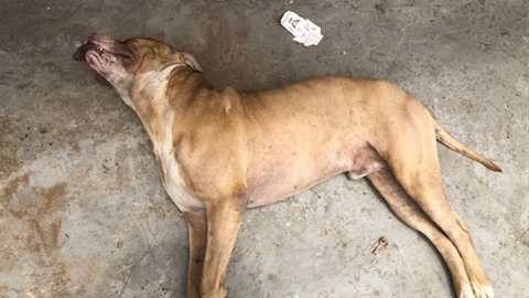 Chó Pitbull cắn chết người: Trách nhiệm chủ nuôi